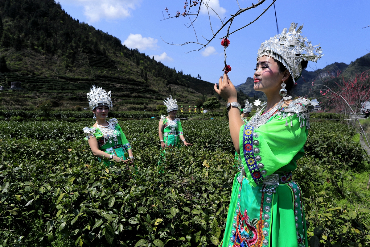 採茶女