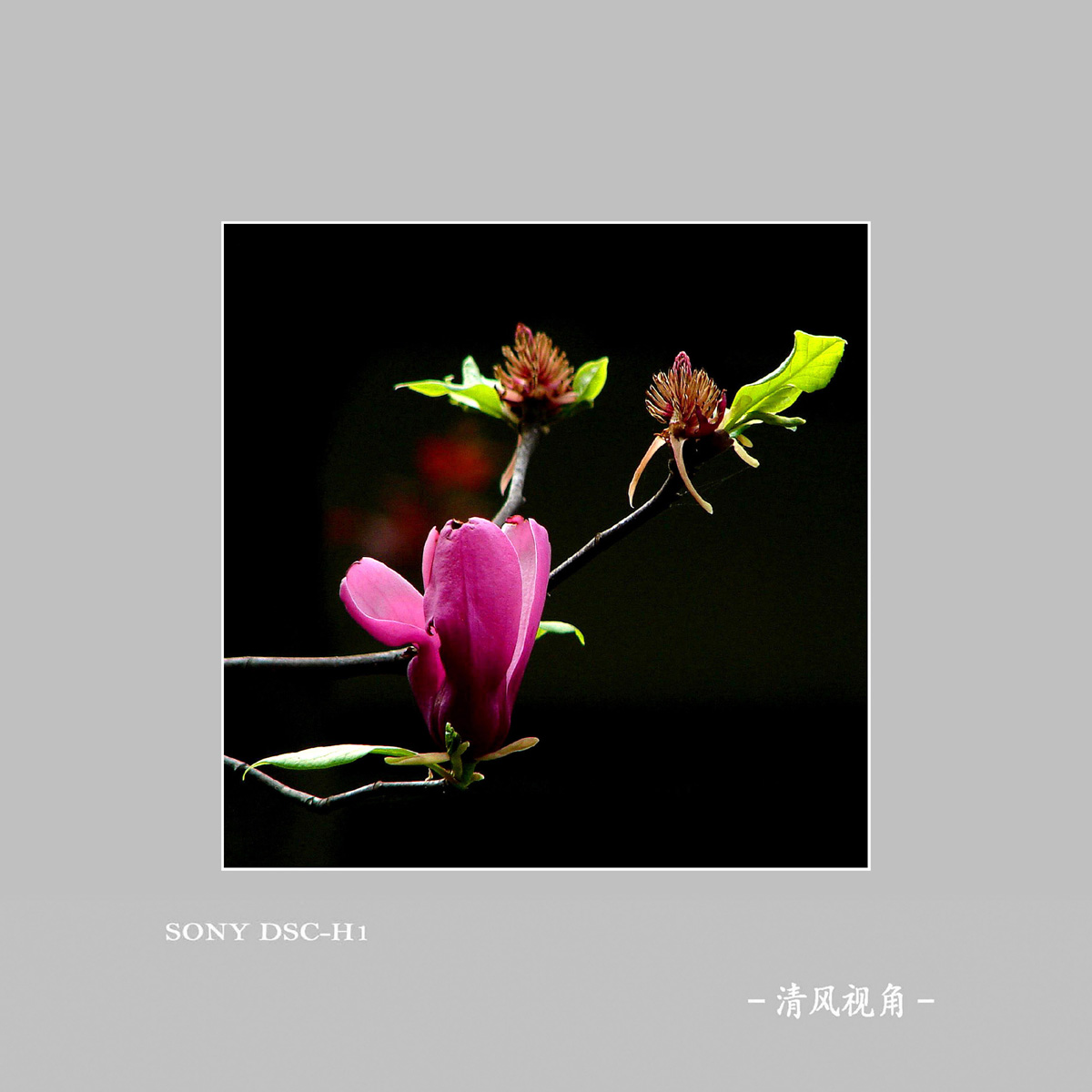 花植_7214