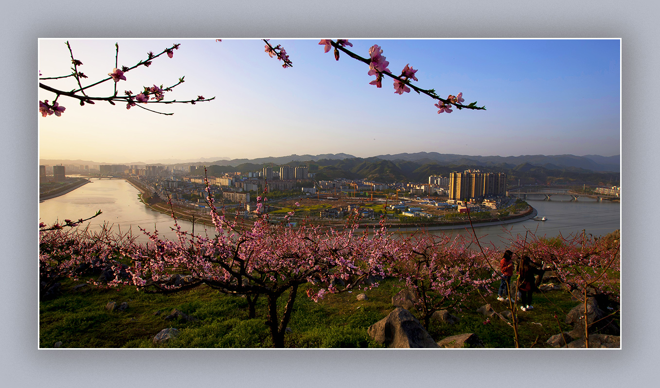 又是一年桃花红