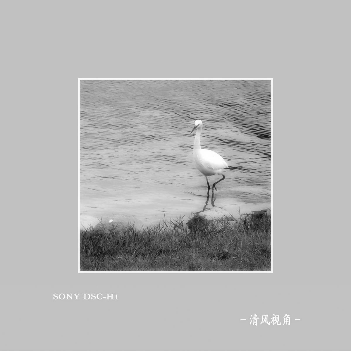 白鹭_6142