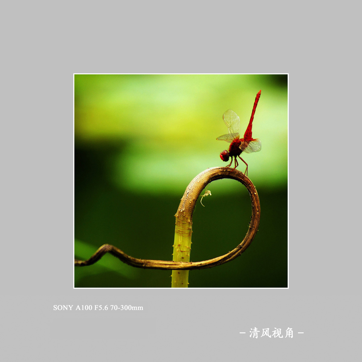 蜻蜓_4106