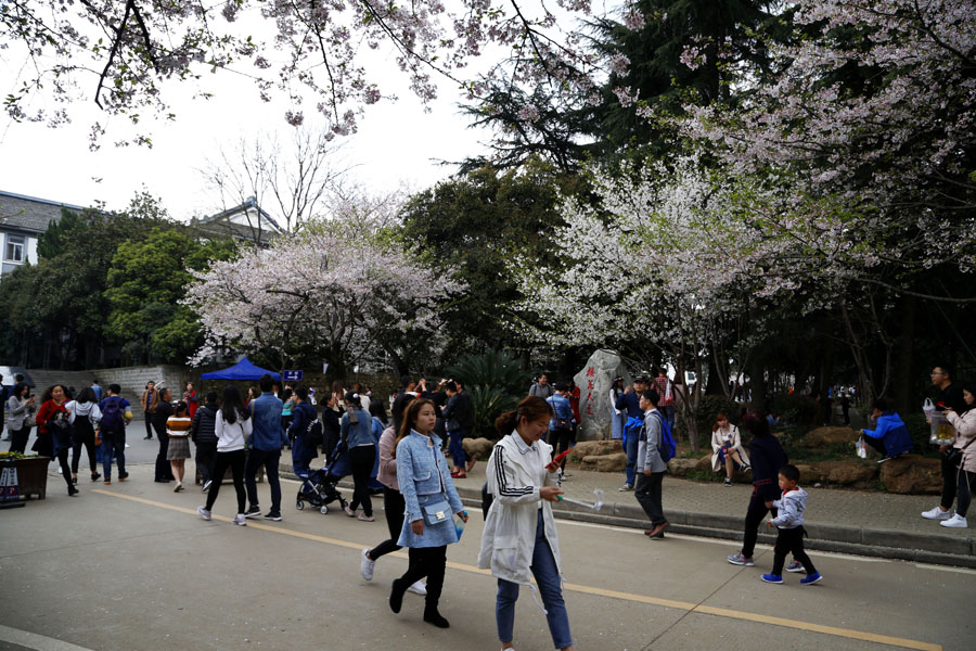 樱花大道上  1