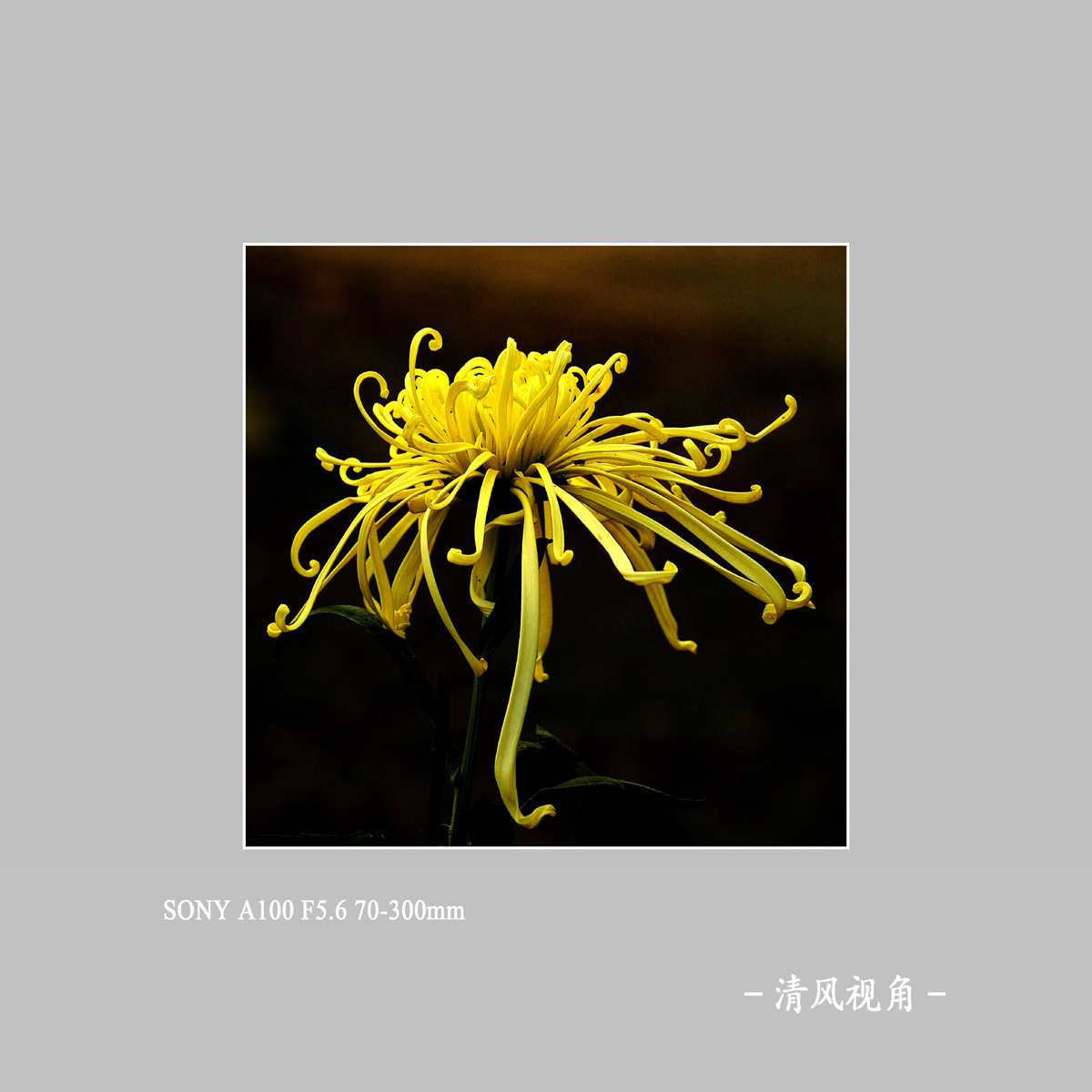 菊花_1254