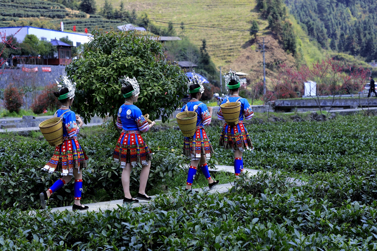 採茶归来