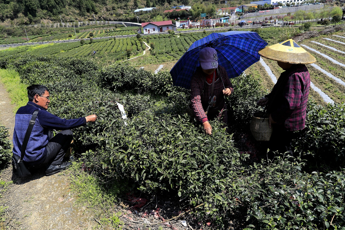 採茶员工