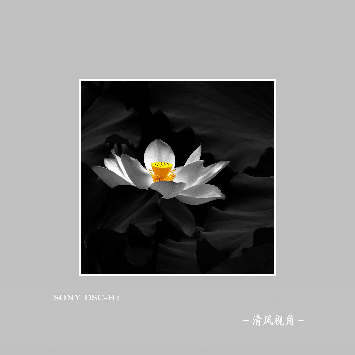 荷花_6118
