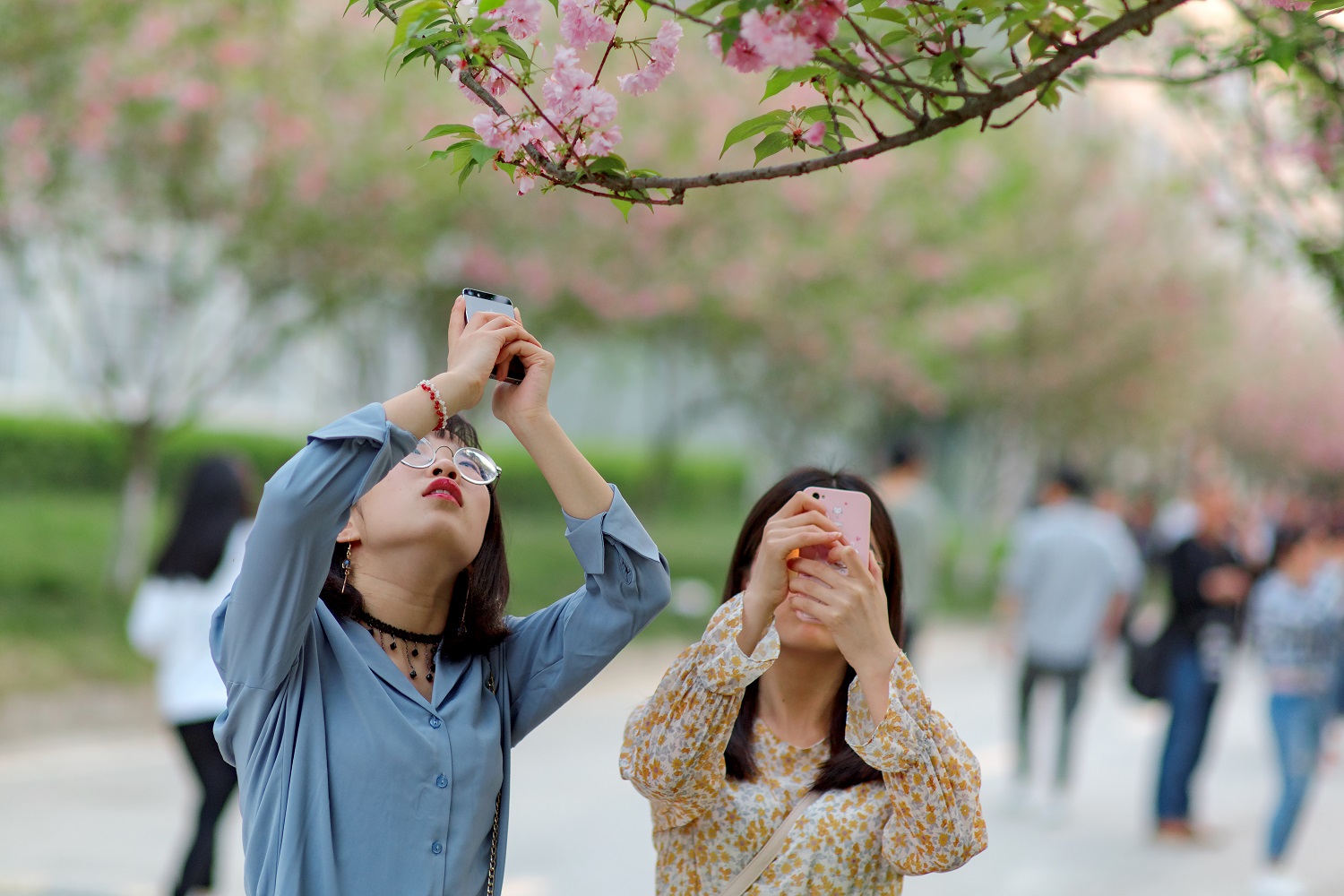 满园樱花动客情