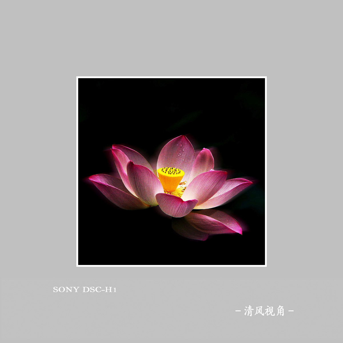 荷花_6116