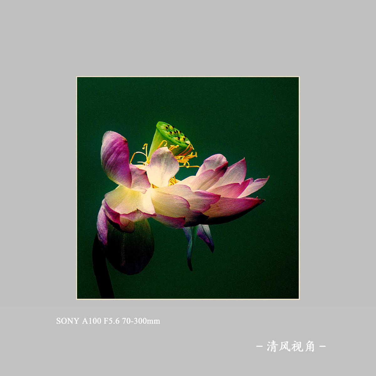 荷花_3086