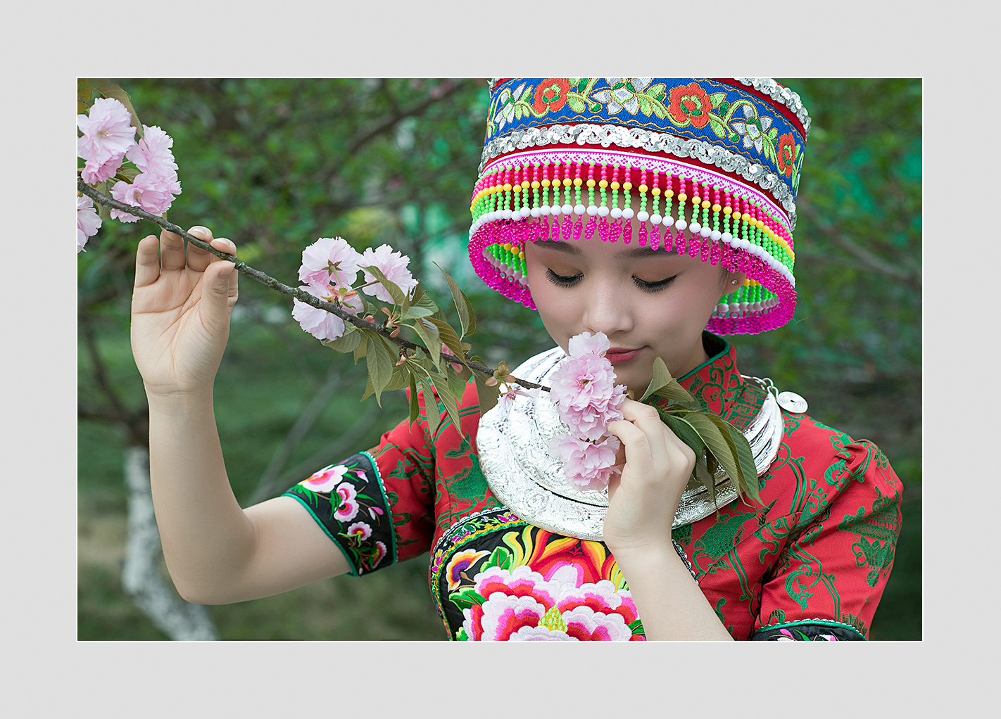 樱花季