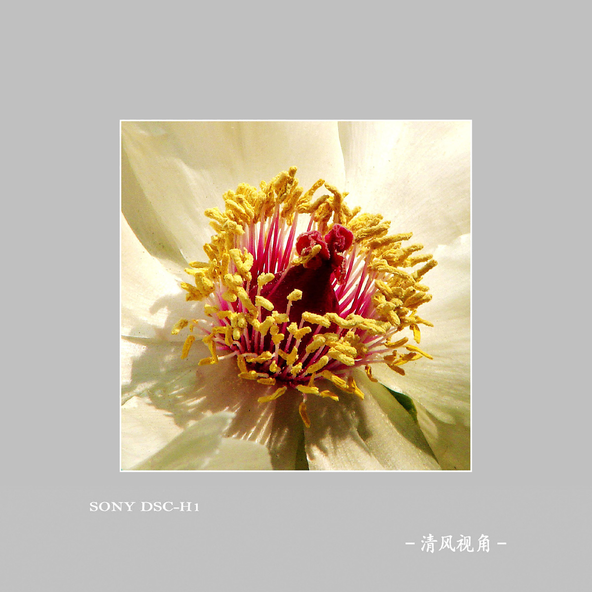 花芯_7215