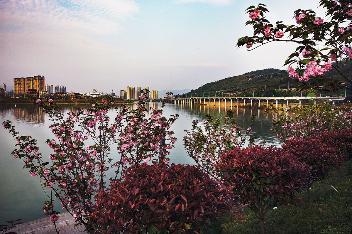 樱花闹春