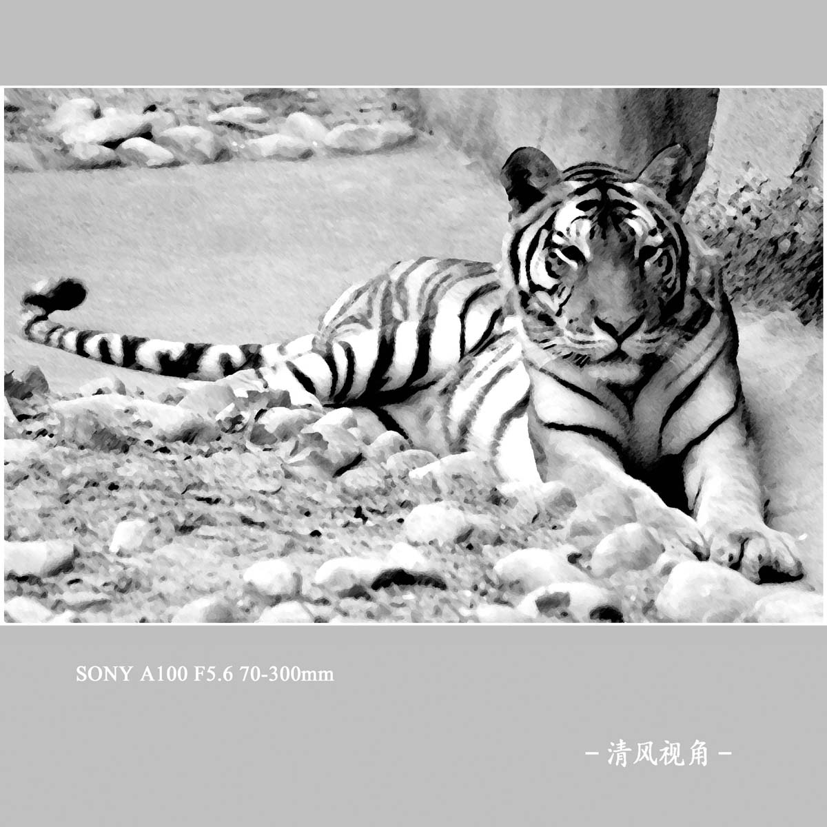 画意．虎_7621