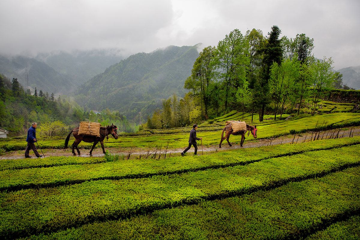 茶马古道