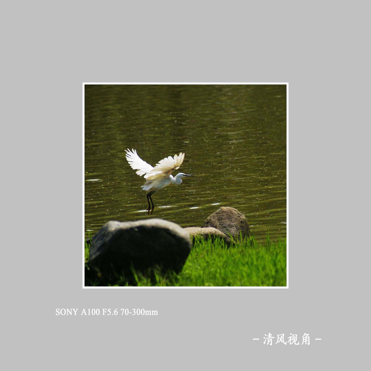 白鹭_1240
