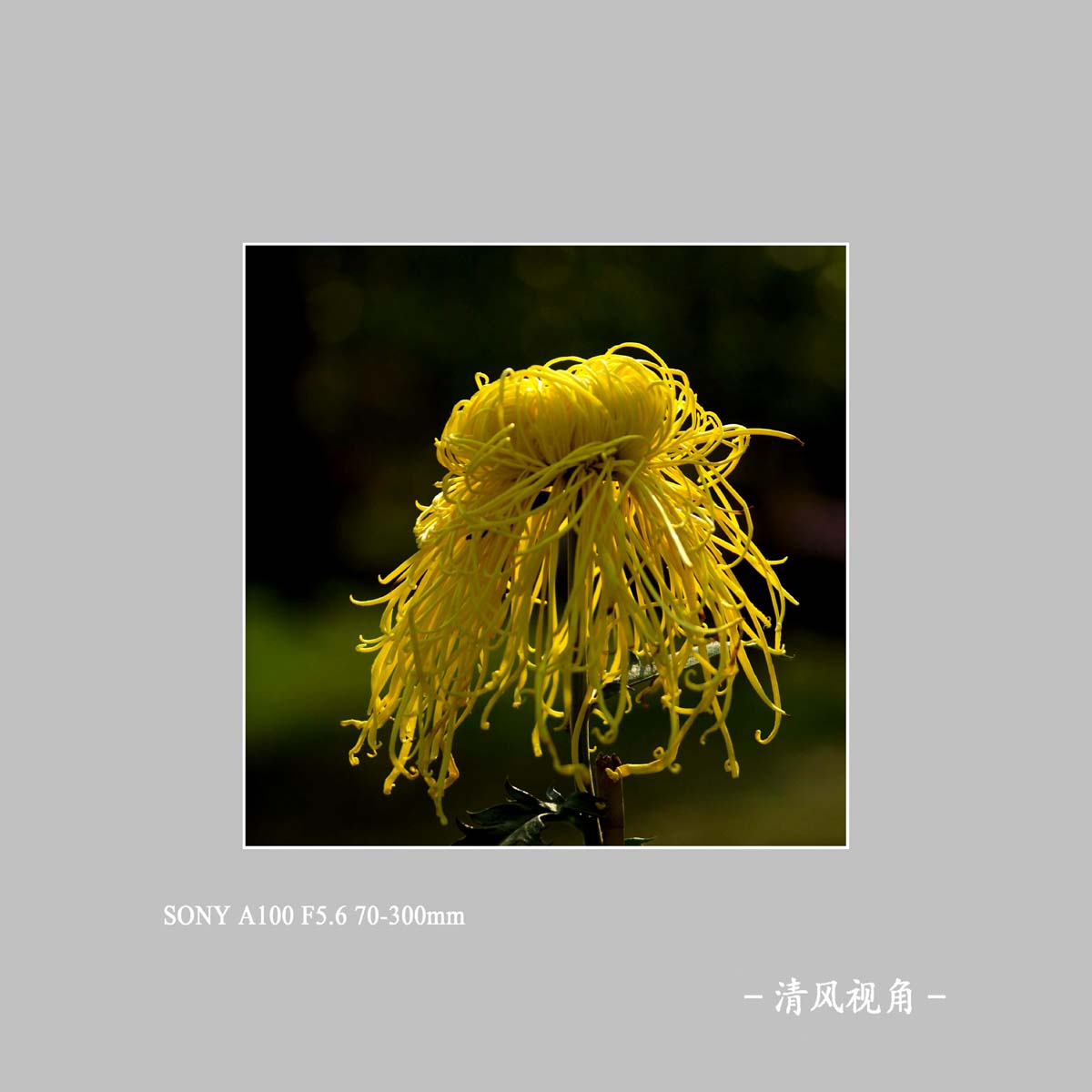 菊花_1259