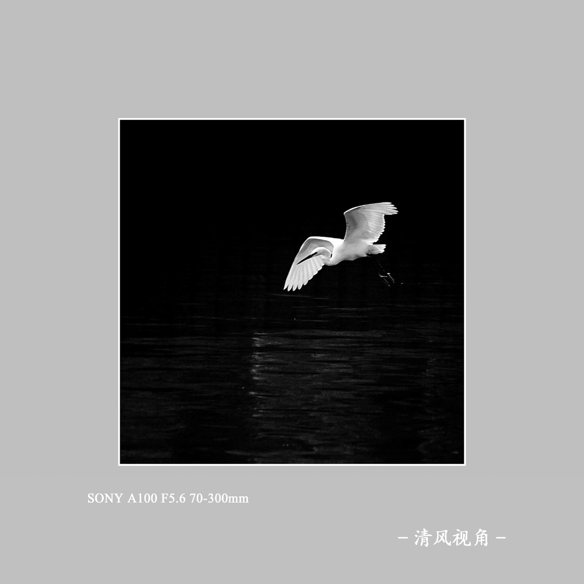 白鹭_7596