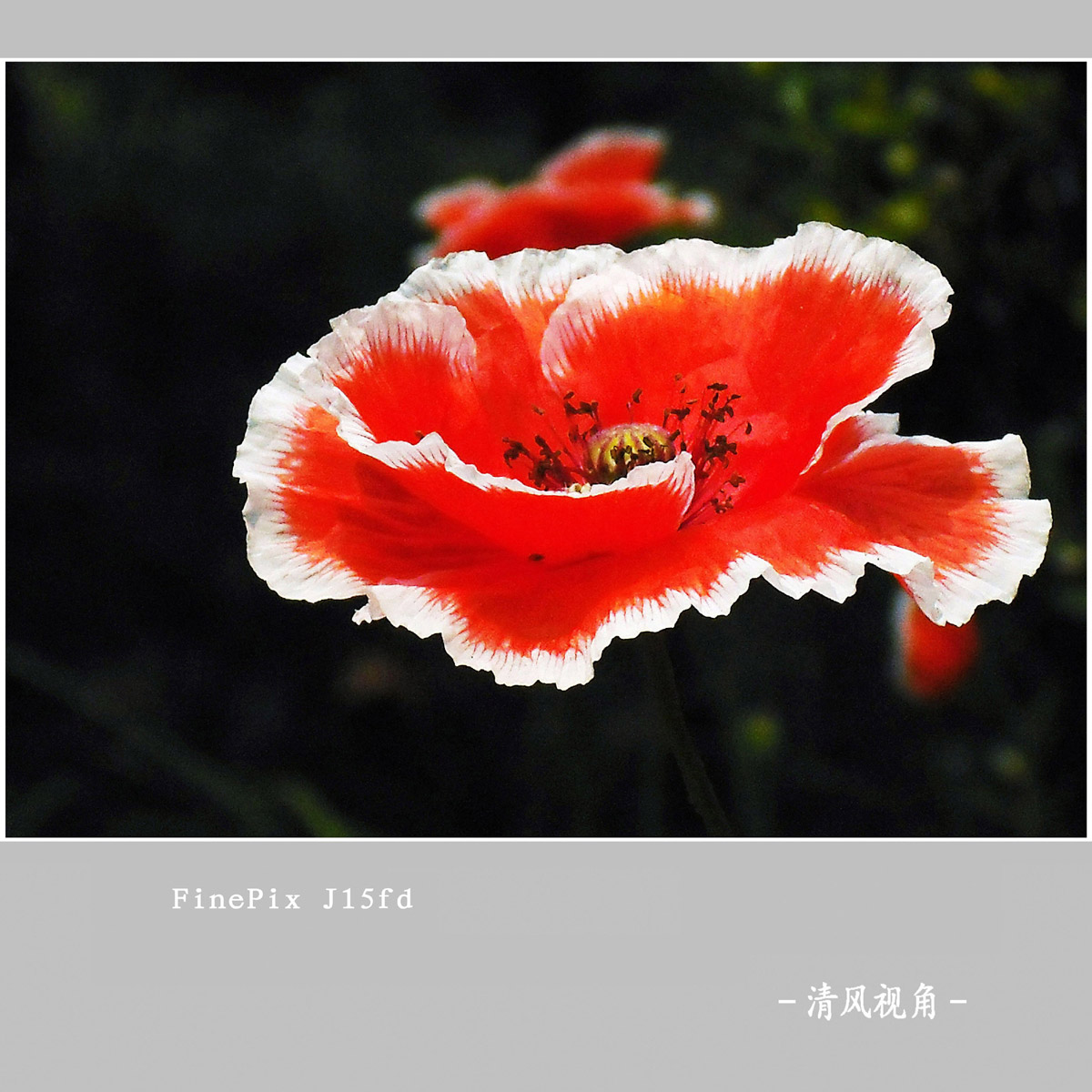 丽春花_3042