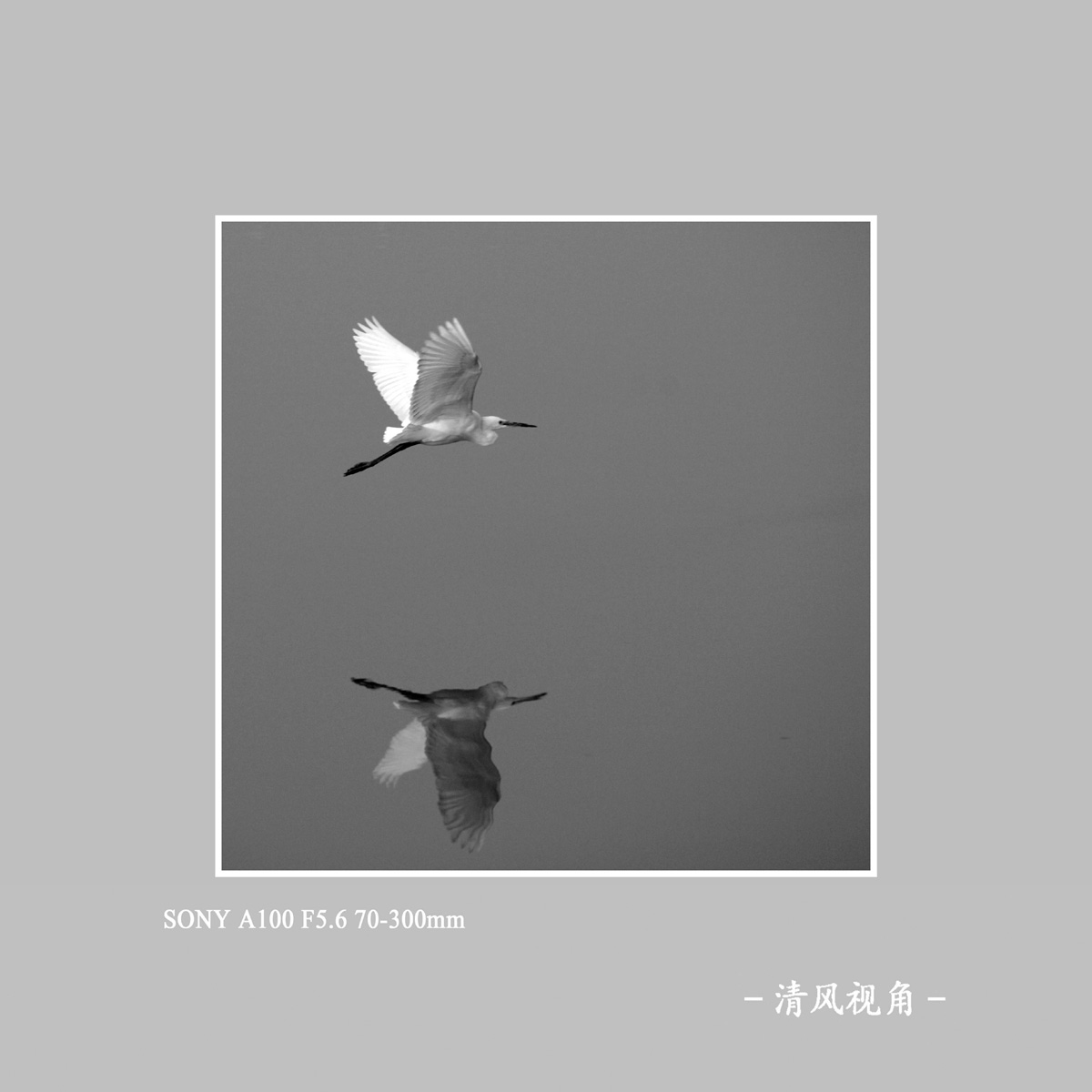 白鹭_1306