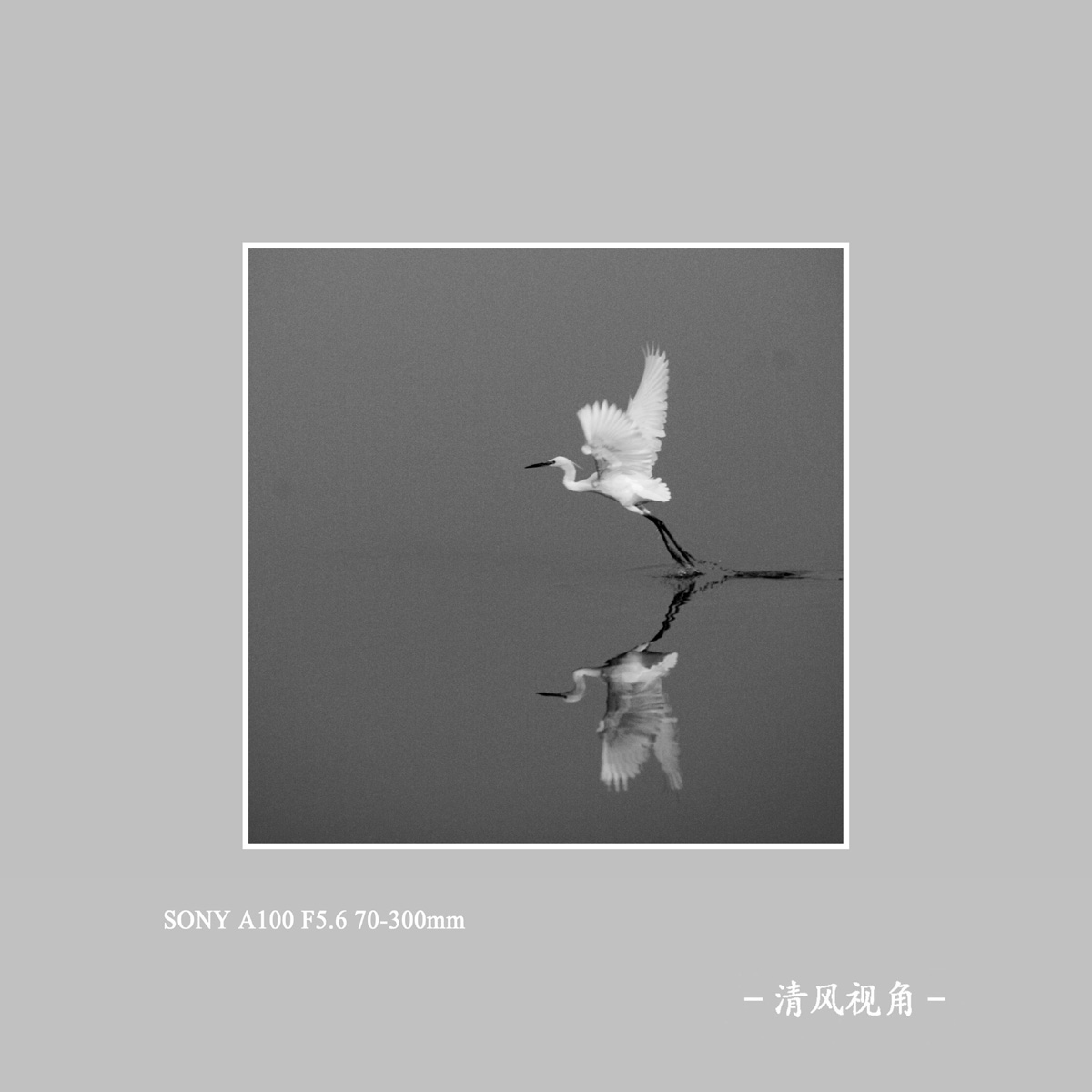 白鹭_1303