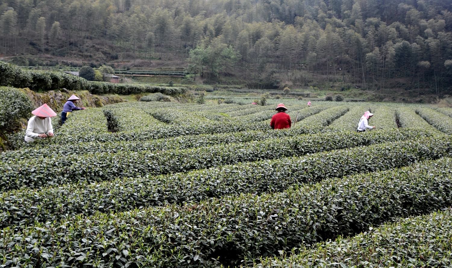 茶园