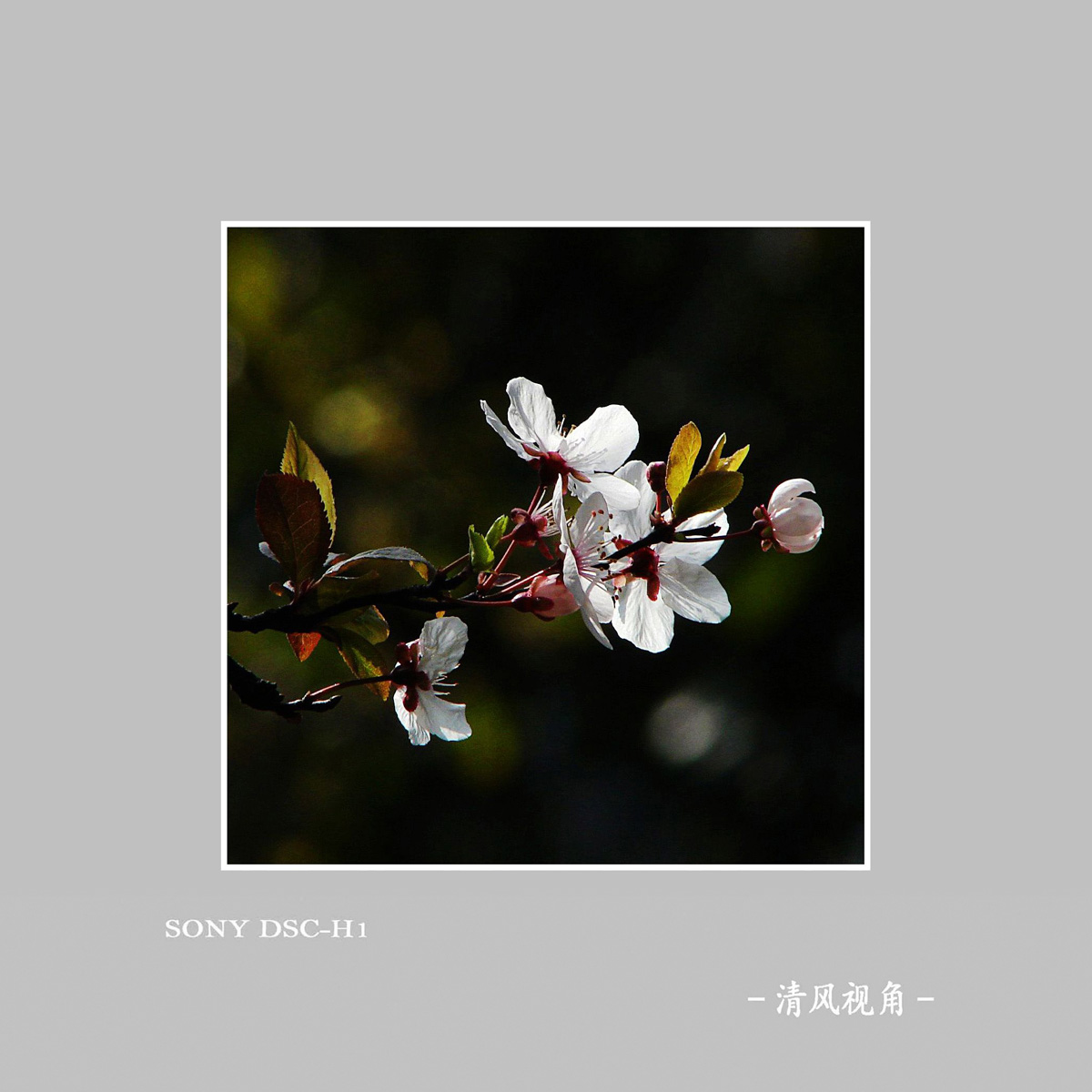 红叶李_6043