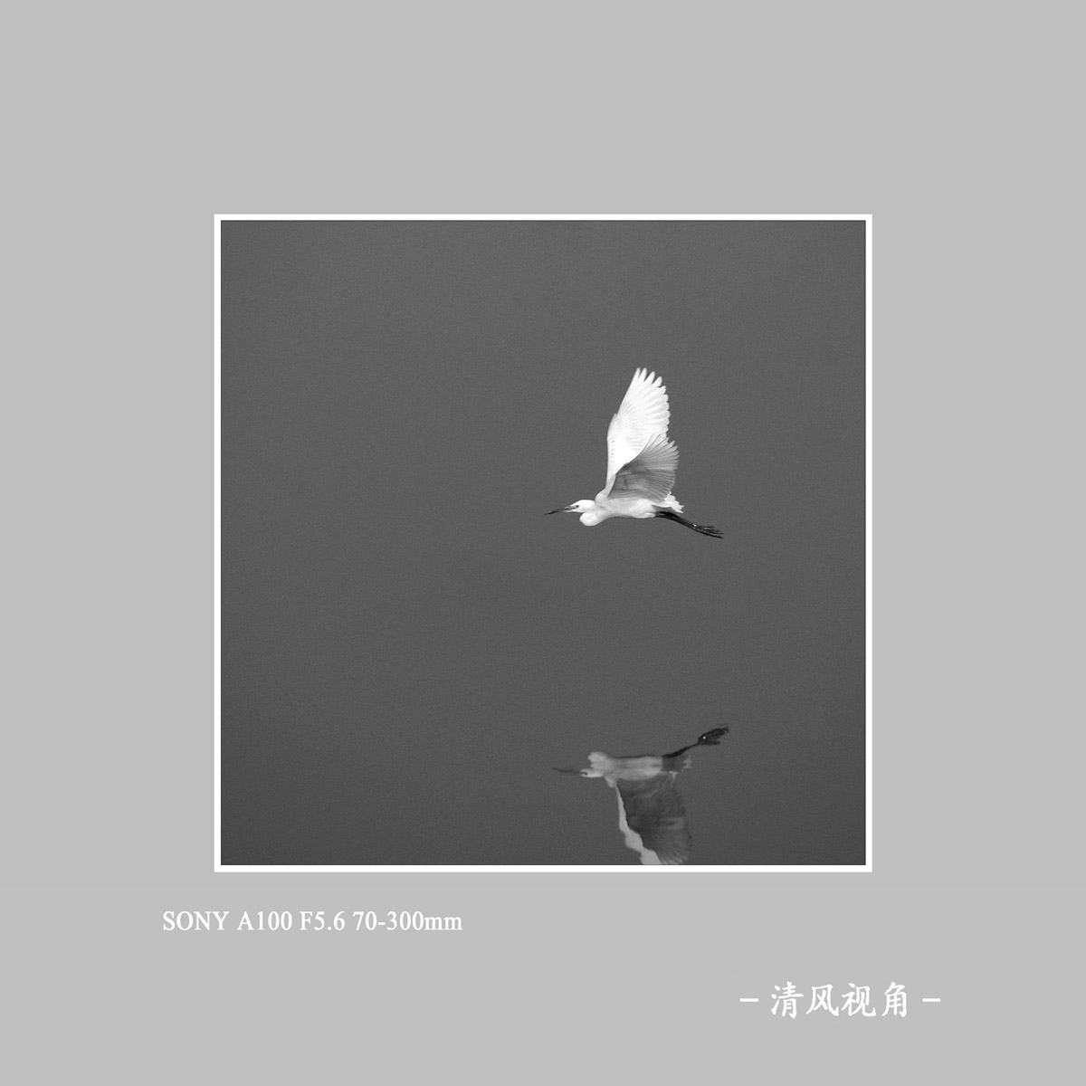白鹭_1310