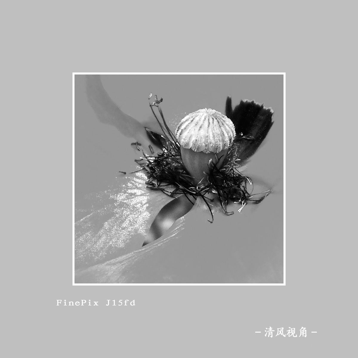 丽春花_3041