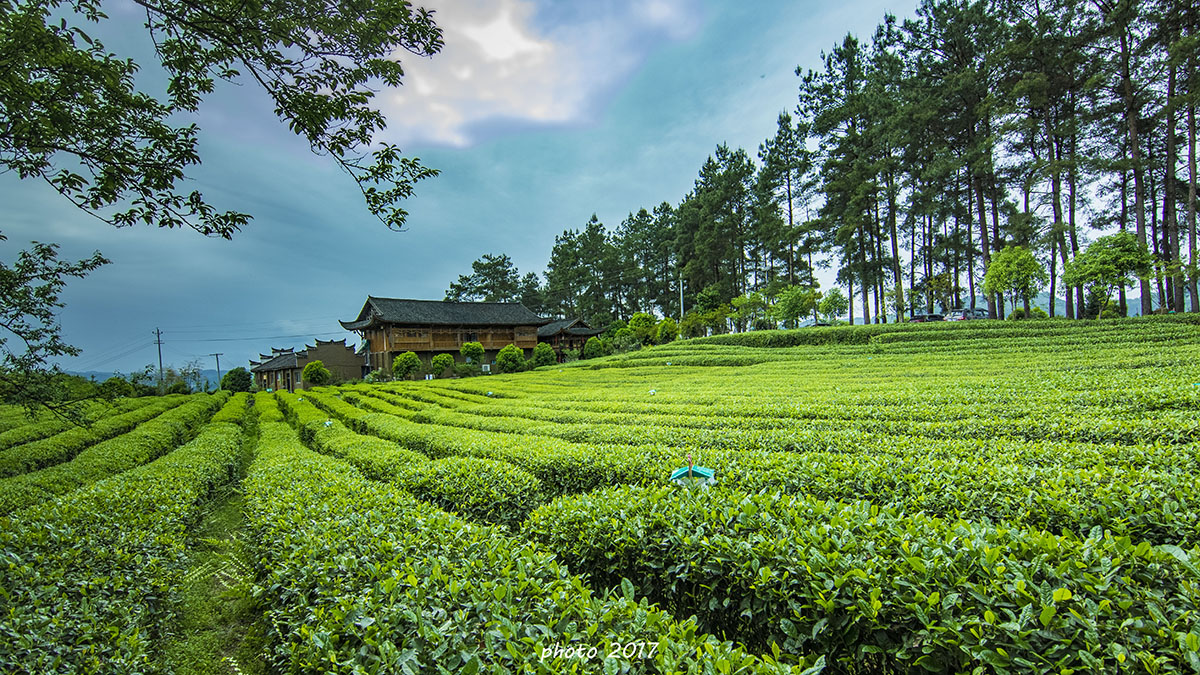 茶园一景