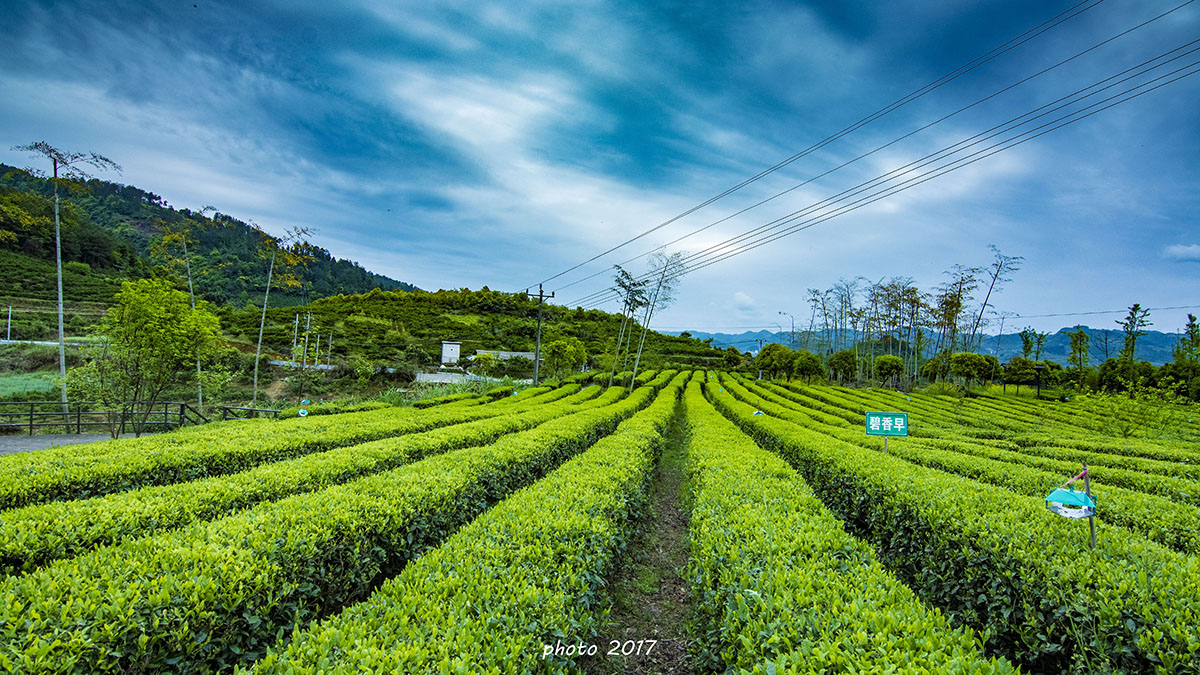 茶园一景