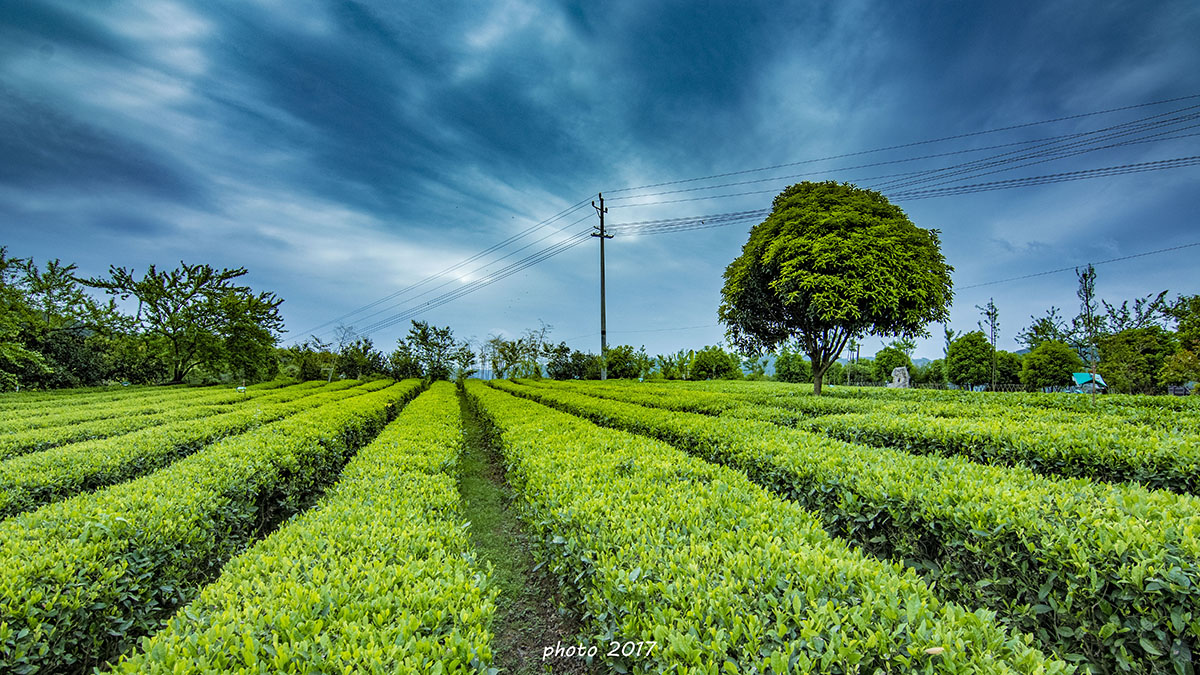 茶园一景