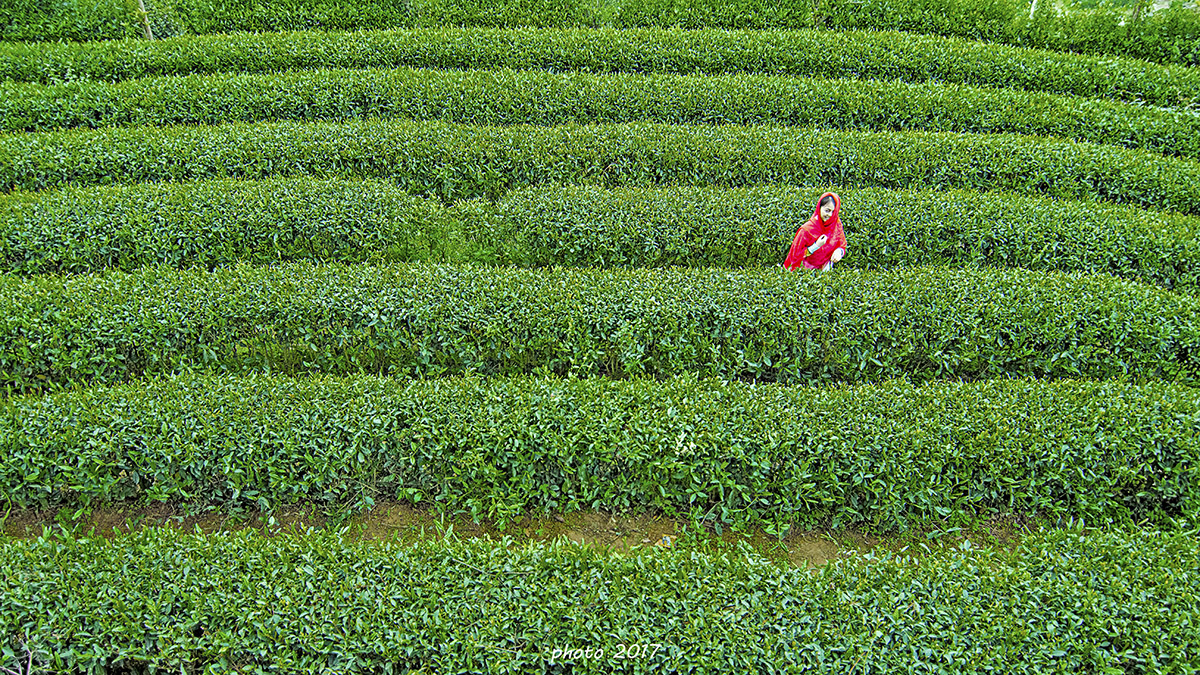 茶园