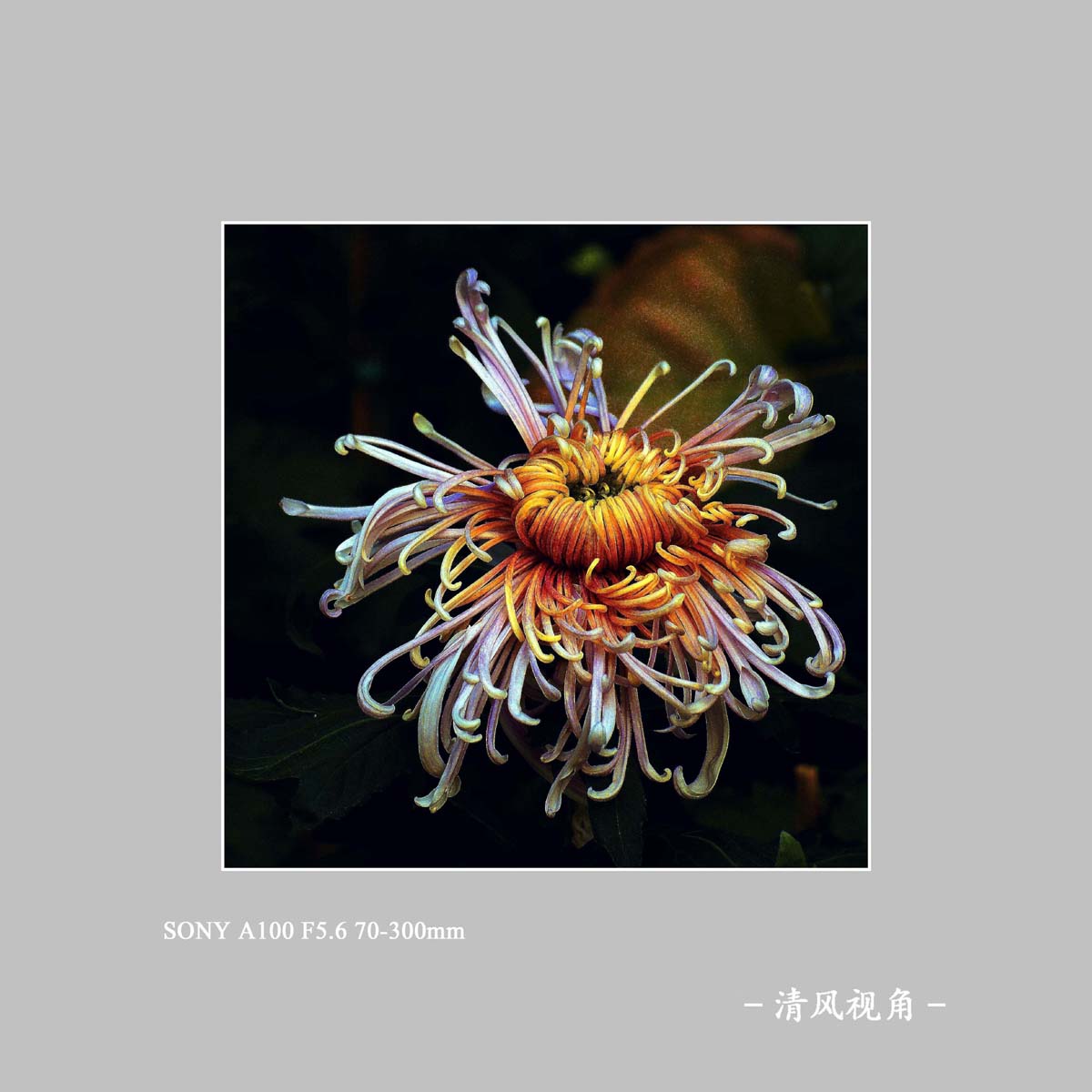 菊花_3020