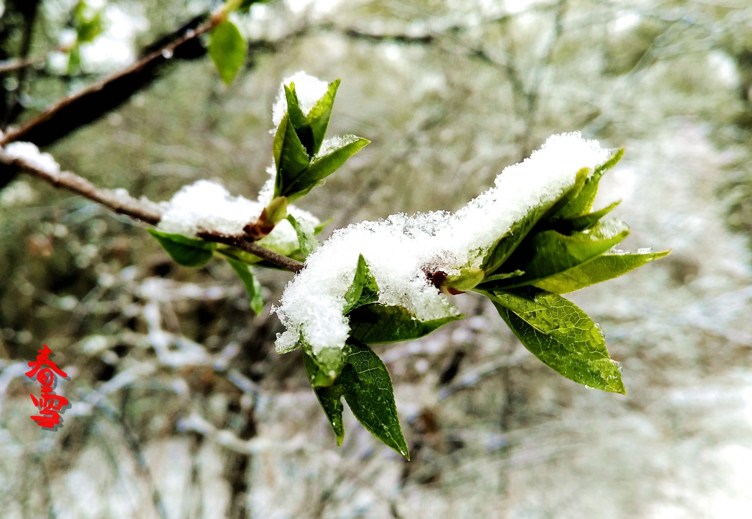 春雪