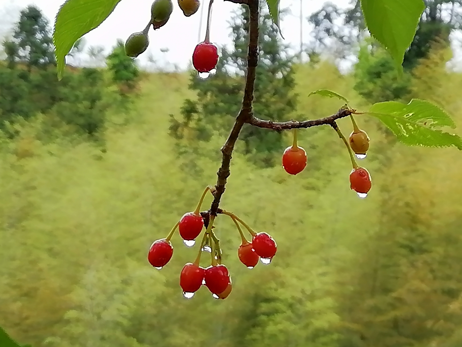 山野果