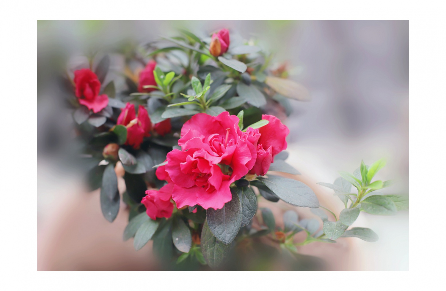 花开别样红