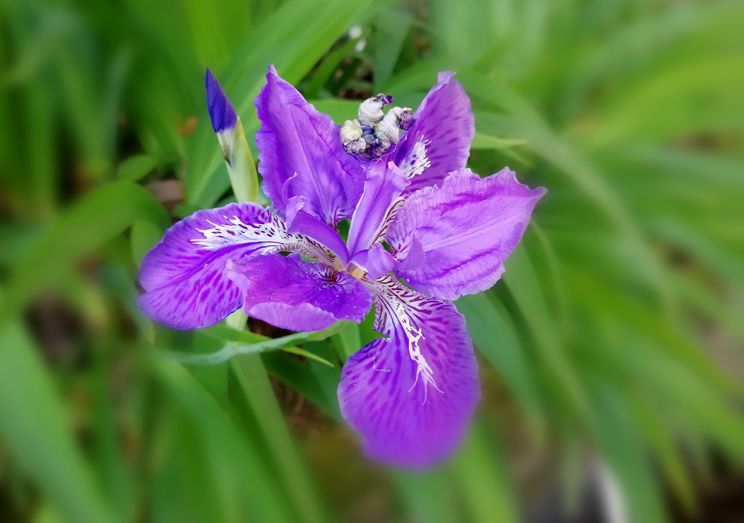 美丽兰花