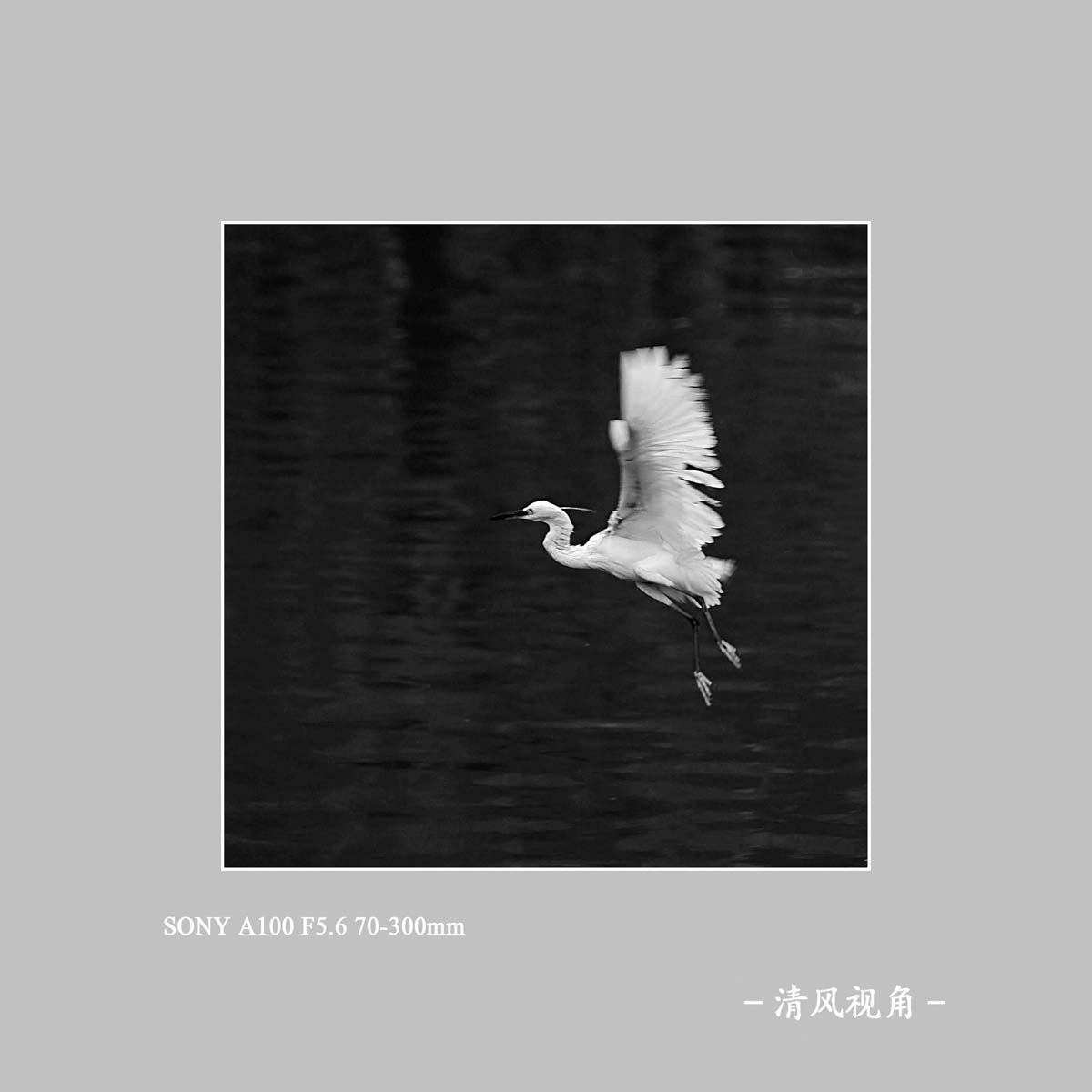 白鹭_7592