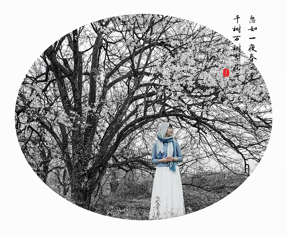 梨花又开放