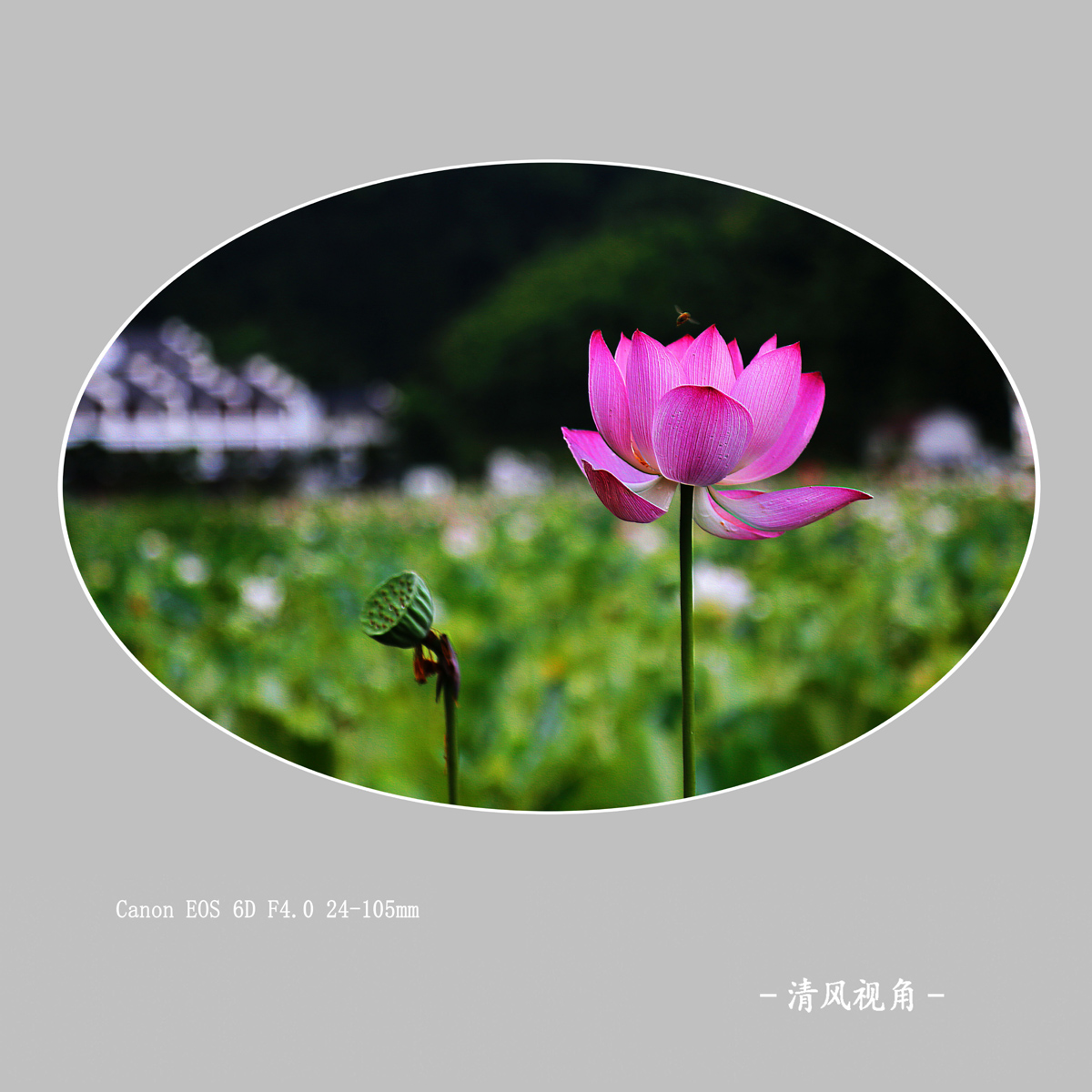 荷花_3625