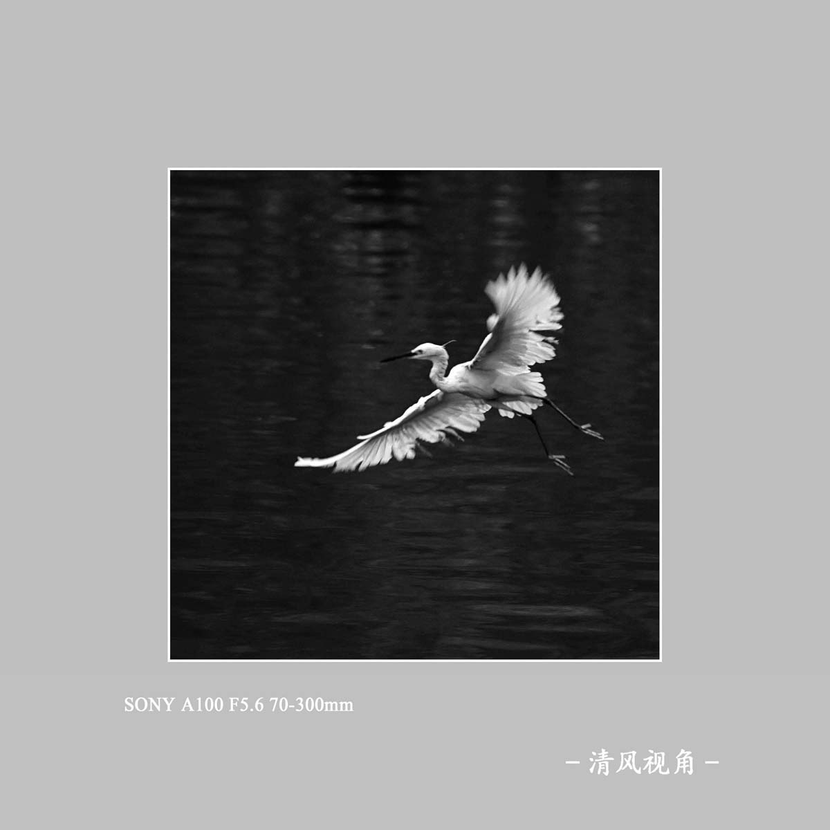 白鹭_7593