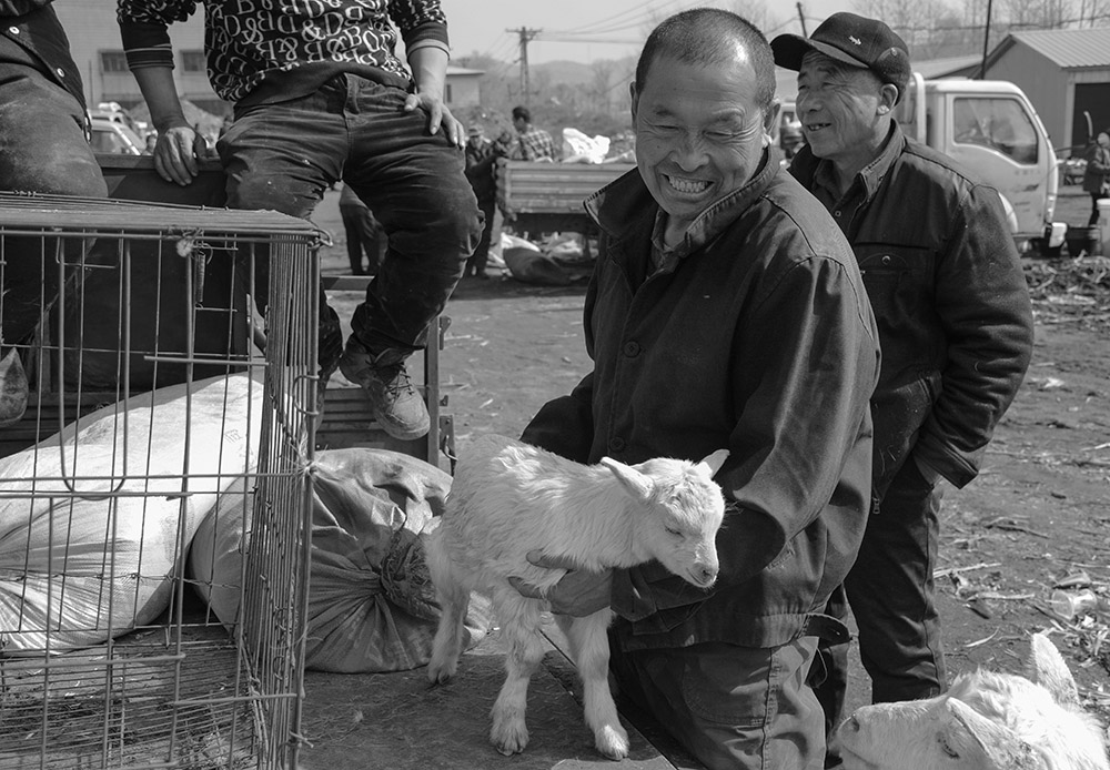 小羊乖乖