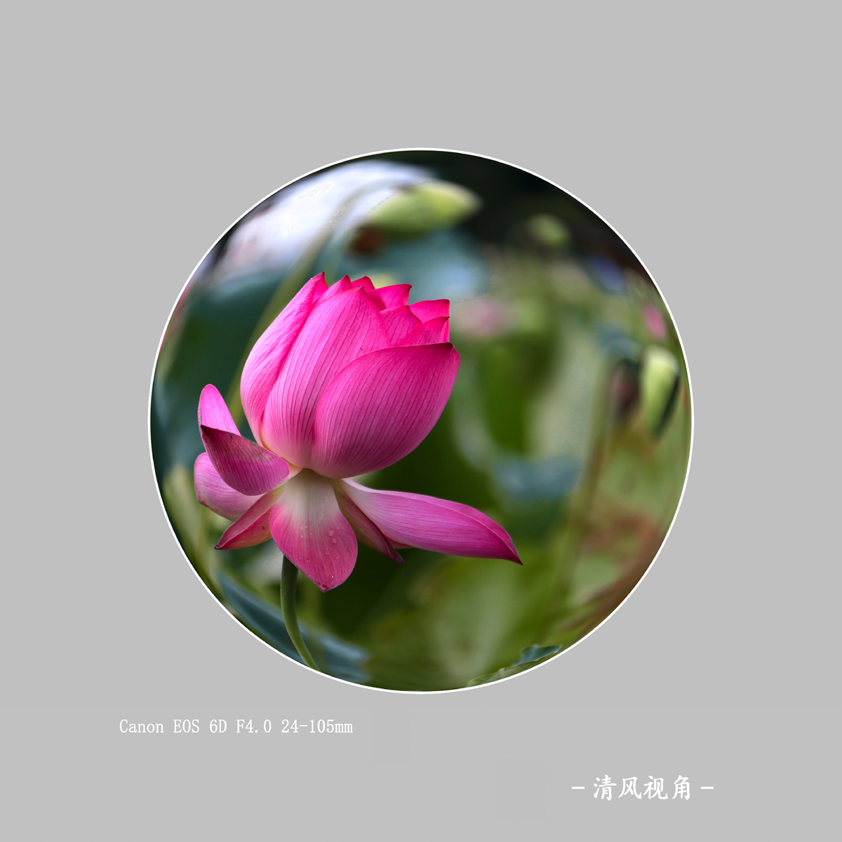 荷花_0924