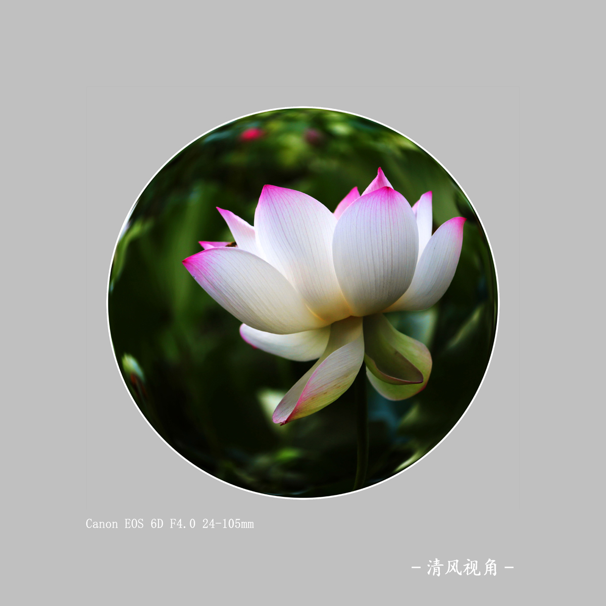 荷花_3417