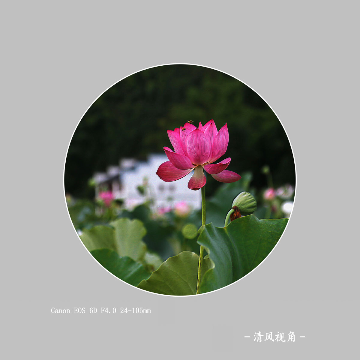 荷花_0931