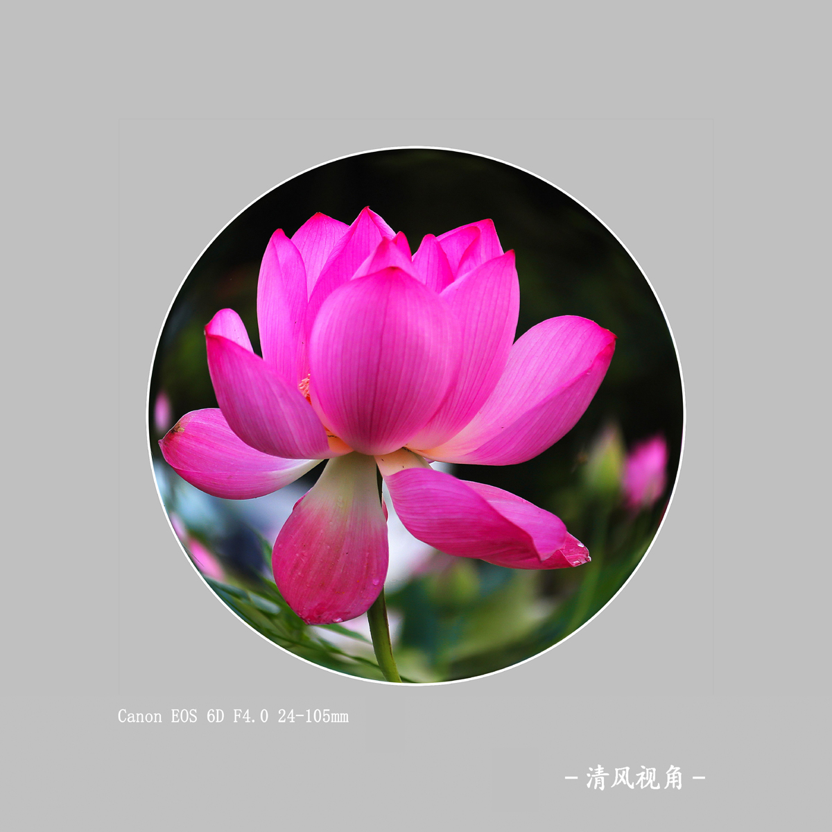 荷花_3425