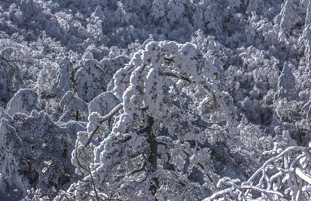 雪松