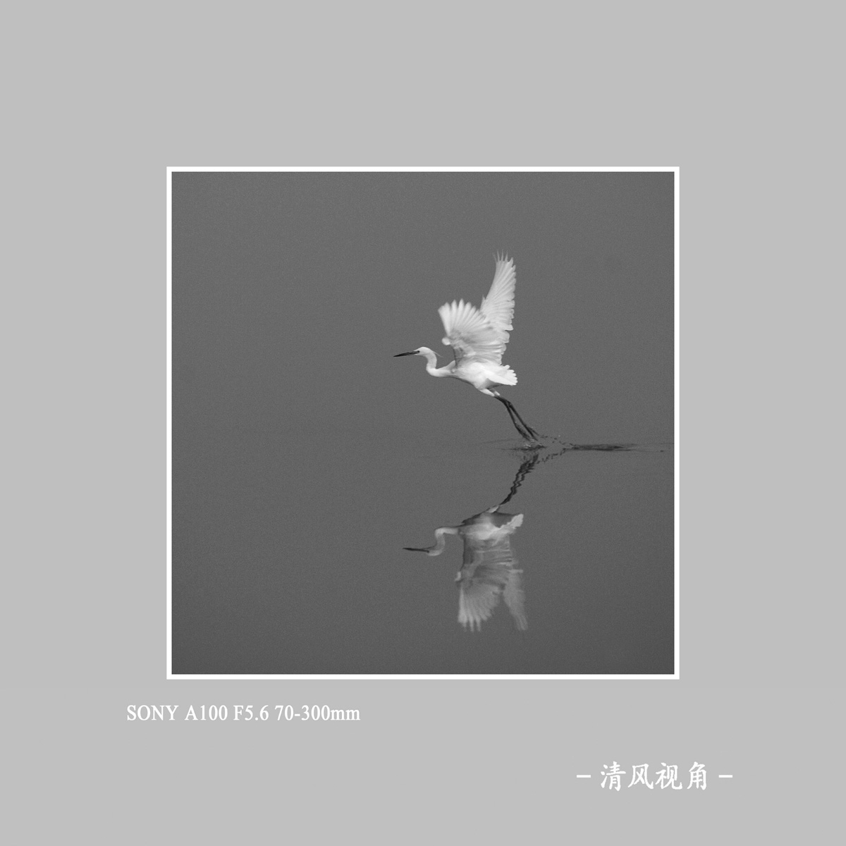 白鹭_1318
