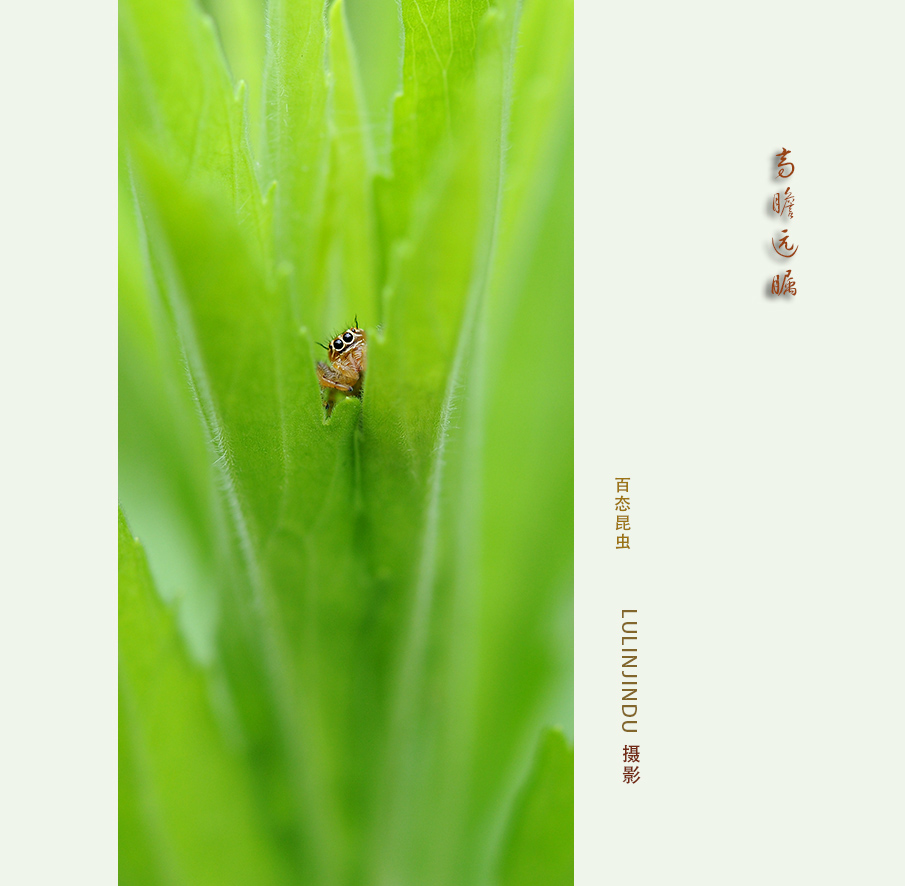 高瞻远瞩
