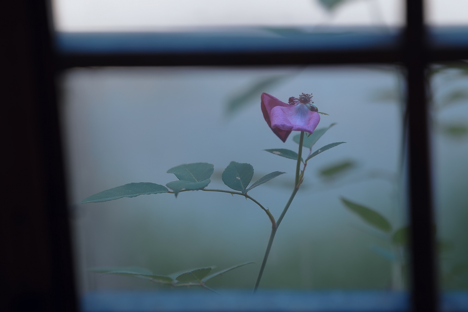 花儿